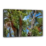 Patagonian Forest Trees Close-up, Rio Negro Province, Patagonia, Argentina Canvas 18  x 12  (Stretched)