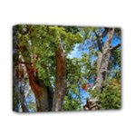 Patagonian Forest Trees Close-up, Rio Negro Province, Patagonia, Argentina Deluxe Canvas 14  x 11  (Stretched)