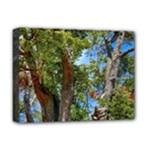 Patagonian Forest Trees Close-up, Rio Negro Province, Patagonia, Argentina Deluxe Canvas 16  x 12  (Stretched) 