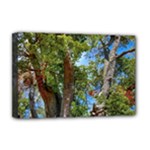 Patagonian Forest Trees Close-up, Rio Negro Province, Patagonia, Argentina Deluxe Canvas 18  x 12  (Stretched)