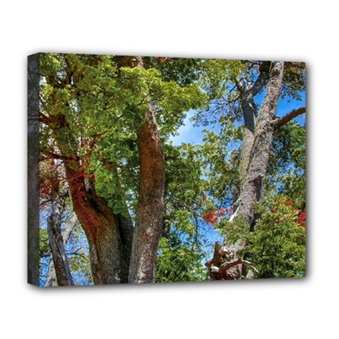 Patagonian Forest Trees Close