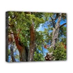 Patagonian Forest Trees Close-up, Rio Negro Province, Patagonia, Argentina Deluxe Canvas 20  x 16  (Stretched)