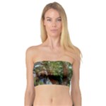 Patagonian Forest Trees Close-up, Rio Negro Province, Patagonia, Argentina Bandeau Top