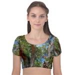 Patagonian Forest Trees Close-up, Rio Negro Province, Patagonia, Argentina Velvet Short Sleeve Crop Top 