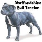 STAFFORDSHIRE BULL TERRIER