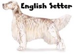 ENGLISH SETTER