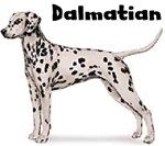 DALMATIAN