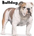 BULLDOG