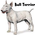 BULL TERRIER