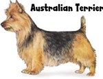 AUSTRALIAN TERRIER