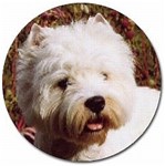 WEST HIGHLAND TERRIER WESTIES