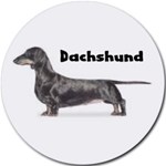 DACHSHUND SMOOTH