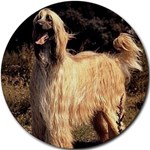 AFGHAN HOUND