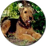 AIREDALE TERRIER