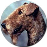 AIREDALE TERRIER