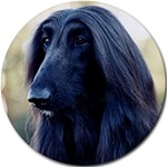 AFGHAN HOUND BLACK