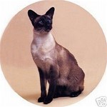 SIAMESE