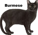 BURMESE 2