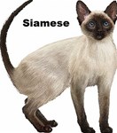 SIAMESE 2