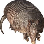 Armadillo