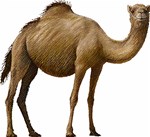 Camel