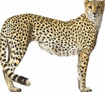 Cheetah