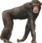 Chimpanzee