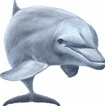 Dolphin