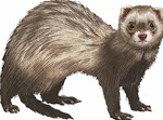 Ferret