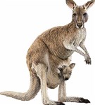 Kangaroo