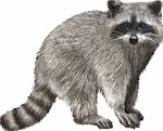 Raccoon