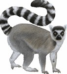 Lemur