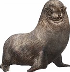 Seal