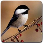 Chickadee