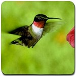 Humming Bird