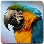 Macaw Parrots