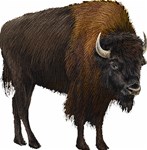 Buffalo