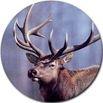 Elk