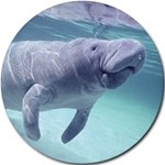 Manatees