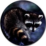 Raccoons