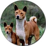 BASENJI