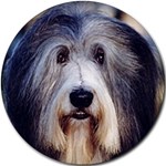 BEARDED COLLIE