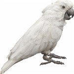 Cockatoo