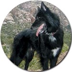 BELGIAN SHEEPDOG