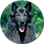 BELGIAN SHEEPDOG