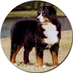 BERNESE MOUNTAIN DOG