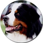 BERNESE MOUNTAIN DOG