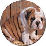 BULLDOG