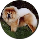 CHOW CHOW