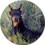 DOBERMAN PINSCHER